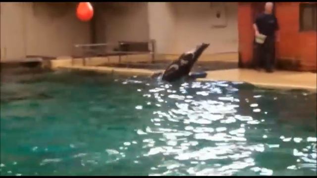 зоопарк, морские котики смотреть онлайн