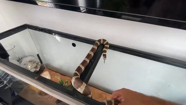 Калифорнийская королевская змея и противный тёплый человек.. смотреть онлайн
