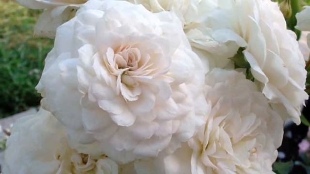 Rose Francine Austin, English Rose, David Austin смотреть онлайн