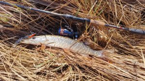 РЫБАЛКА ОДНОЙ ЩУКИ за пол дня всего несколько выходов и всего одна щука на воблер