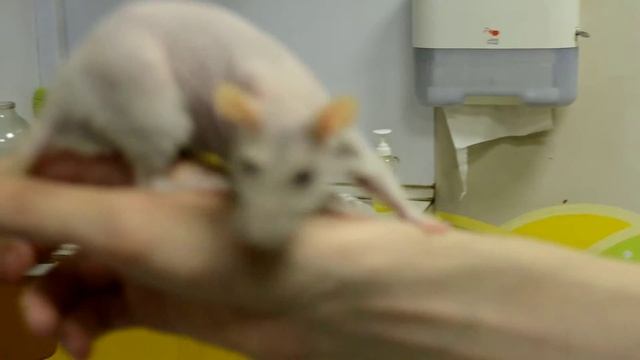 Крыса смотреть онлайн