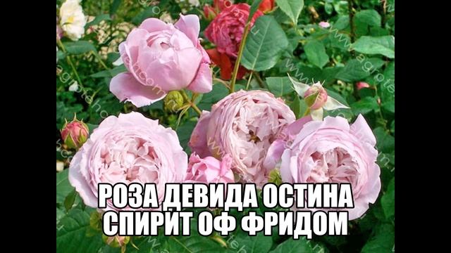 Роза Девида Остина Спирит оф Фридом смотреть онлайн