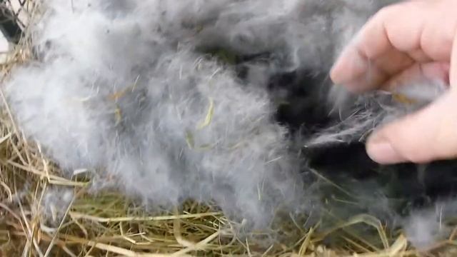 Серебристый кролик 11 дней смотреть онлайн