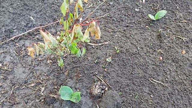 Костанай. На даче в июне. Досеила семена тыквы и кабачков. смотреть онлайн