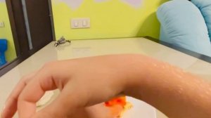 Мега яйцо динозавра. Обзор и распаковка  Robo alive Dino Fossil Find