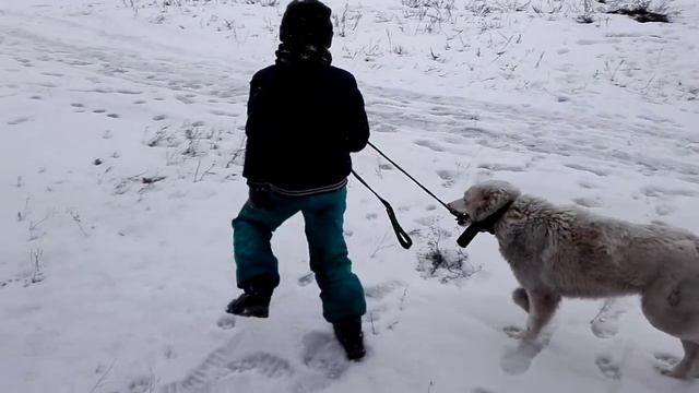 приручение лютоволка смотреть онлайн