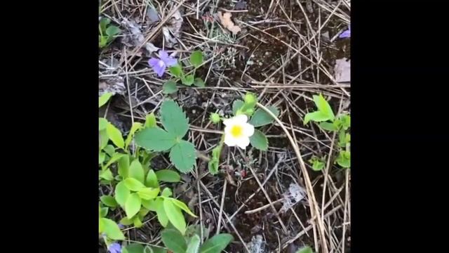 Discover At Home: Woodland Wildflower Walk
