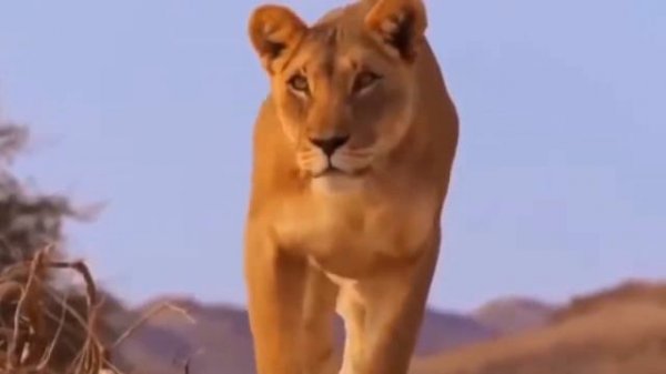 JILOVLANMAGAN AFRIKA SAVANDAGI HAYOT UCHUN KURASH