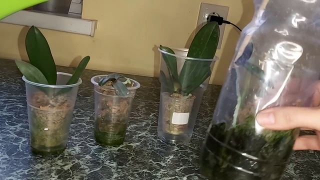 Это так ПРОСТО! ДЕШЁВЫЕ таблетки Заменят вам все удобрения и помогут нарастить Корни Орхидей смотреть онлайн