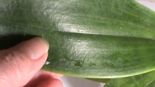 Вредители на орхидее фаленопсис Пульхра. смотреть онлайн