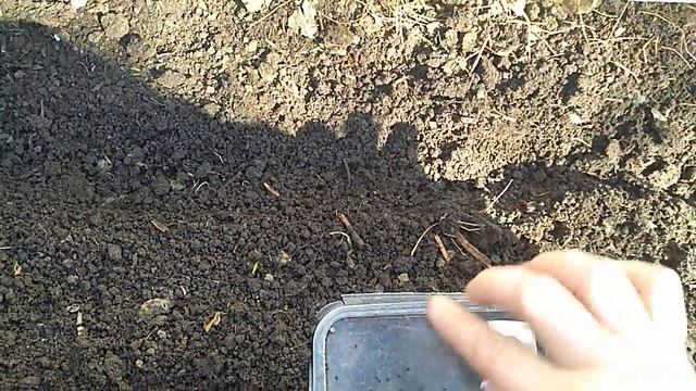 Посев редиса и зелени в грунт. смотреть онлайн