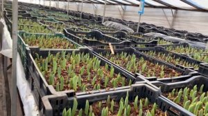 Первая неделя выгонки тюльпанов в теплице, 21.01.2023 г.