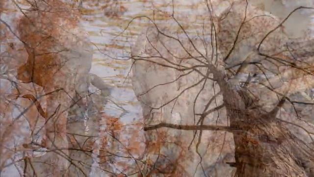 Болотные кипарисы озера Сукко смотреть онлайн