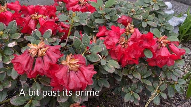 Rhododendron With Leave Issues In Bloom - April 11, 2022 смотреть онлайн