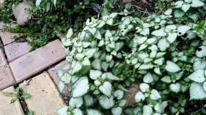 Вербейник монетный
(Самое неприхотливое растение) ?