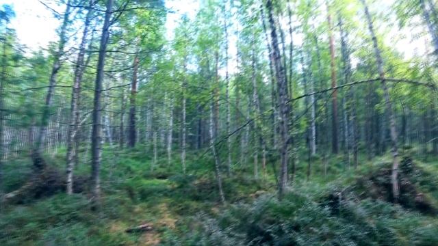 НАТКНУЛСЯ НА ЛЕЖАНКУ МЕДВЕДЯ|ВОКРУГ НАШЕЛ КАКИЕ-ТО НЕ ПОНЯТНЫЕ КОСТИ смотреть онлайн