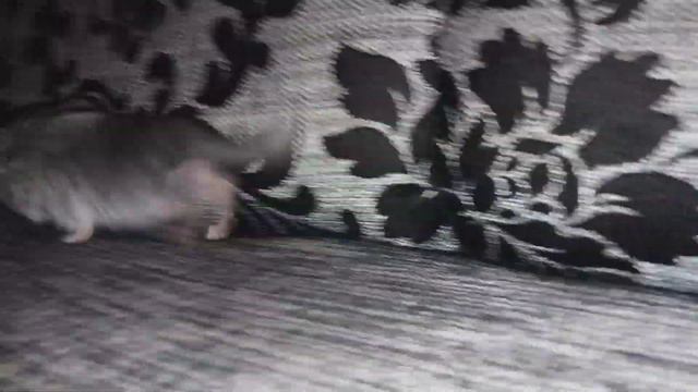 Шиншиллы смотреть онлайн