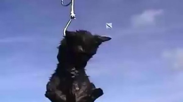 Disturbing Cruelty: Kittens used as Bait for Sharks