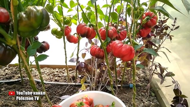 НИКОГДА НЕ ДЕЛАЙТЕ ЭТО С ПЕРЦЕМ ЕСЛИ ХОТИТЕ СОБРАТЬ РАННИЙ ОБИЛЬНЫЙ УРОЖАЙ!!! смотреть онлайн