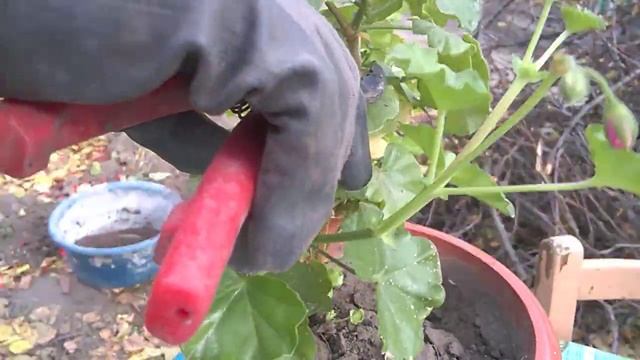 Обрезка пеларгоний осенью. Фитоверм от цветочных вредителей.Pruning pelargonium in the fall Fitover смотреть онлайн