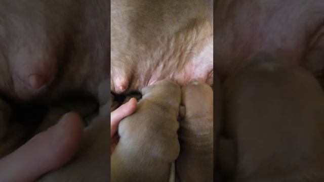 завтрак великолепной четвёрки 😁(ам. булли) смотреть онлайн