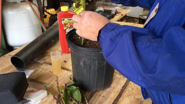 PROPAGATING THE OLD FASHIONED WAY - ROOTING BLACKBERRY CUTTINGS - FREE PLANTS