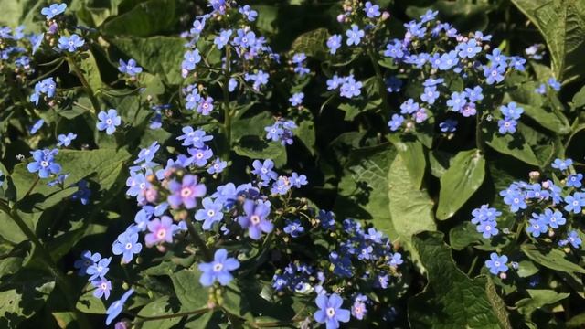 2 часа!  Поле незабудок звуки природы)Пение птиц .forgetmenot.relaxing Birdsong