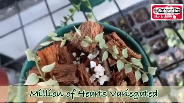 DISCHIDIA VARIETIES / Ovata, Oiantha, Geri, Million of Hearts/ #plantmaam #Dischidia смотреть онлайн