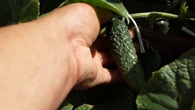 Огурец ЛЮТОЯР. ШИКАРНЫЙ ОГУРЕЦ смотреть онлайн