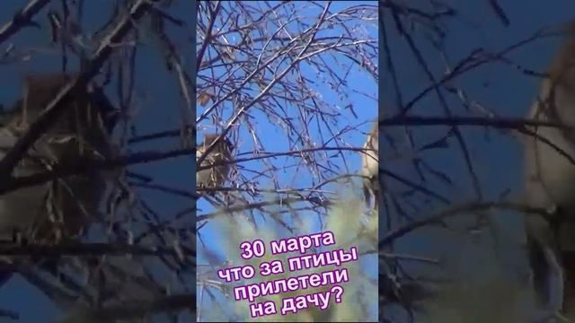 Что за птицы прилетели к нам на дачу в марте смотреть онлайн
