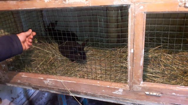 Кролики это не только ценный мех, но и ещё и море щастья смотреть онлайн