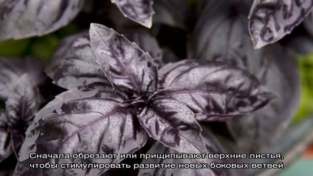 Характеристики и описание сорта базилика Опал и отзывы тех, кто его выращивал смотреть онлайн