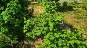 Что такое ежемалина? Как растёт ежемалина чёрная и жёлтая? Сорта ежемалины.