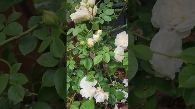David Austin Sombreuil climbing rose-zone 10A, one yea old смотреть онлайн