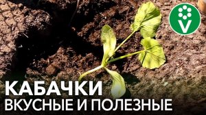 САЖАЕМ КАБАЧКИ ПРАВИЛЬНО, чтобы получить УРОЖАЙ НА МЕСЯЦ РАНЬШЕ