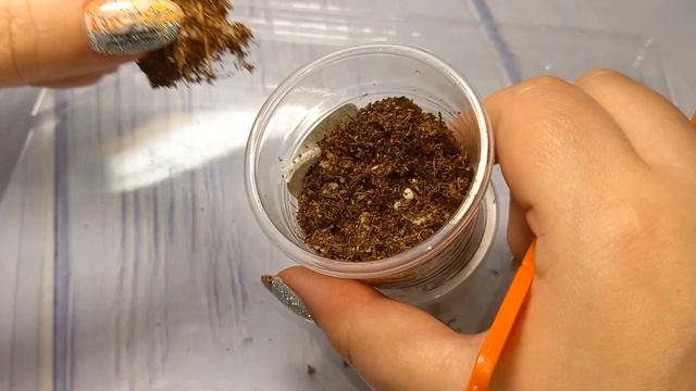 Перевалка фиалок. Пасынки. смотреть онлайн