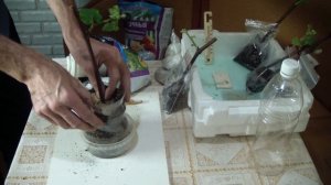 Виноград из черенков . Посадка укорененного черенка винограда