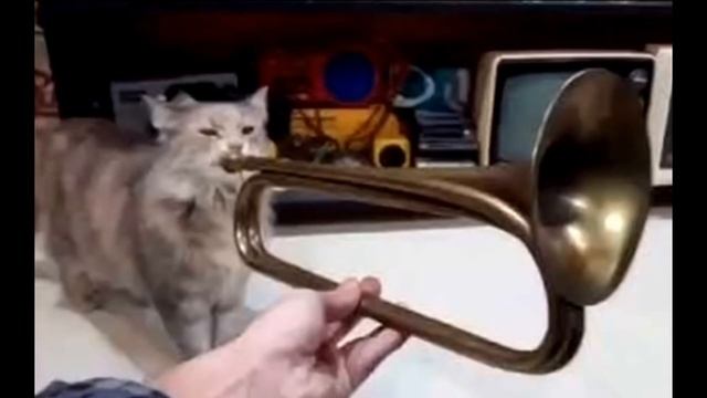 Кот играет на трубе | 1 час