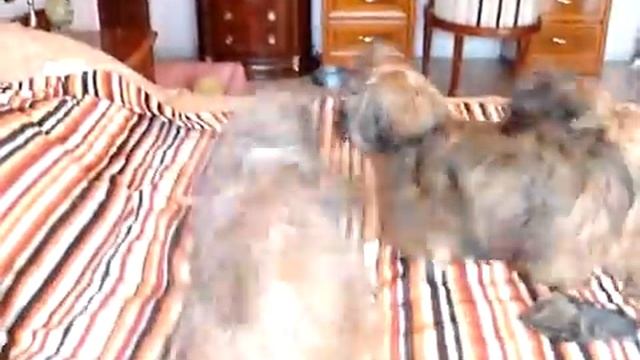 лхаса апсо смотреть онлайн