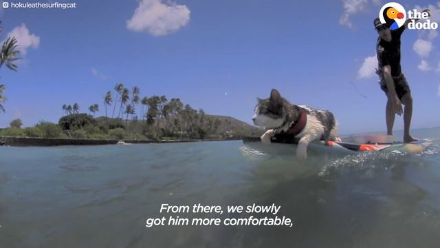 This Hawaiian Cat Loves Surfing With His Parents | The Dodo