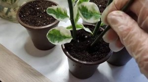 #ПЕДИЛАНТУС. Как размножить #Педилантус, как укоренить черенки. Высадка в грунт.