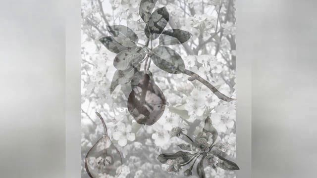 ГРУША  (PYRUS)  сем. Розоцветные