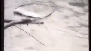 Ловля рыбы электро удочкой