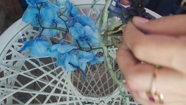 СИНЯЯ ИСТОРИЯ... Как спасти ОРХИДЕЮ от ГИБЕЛИ? Срезаю синие КОРНИ✂️ Все синее орхидея, корни, руки