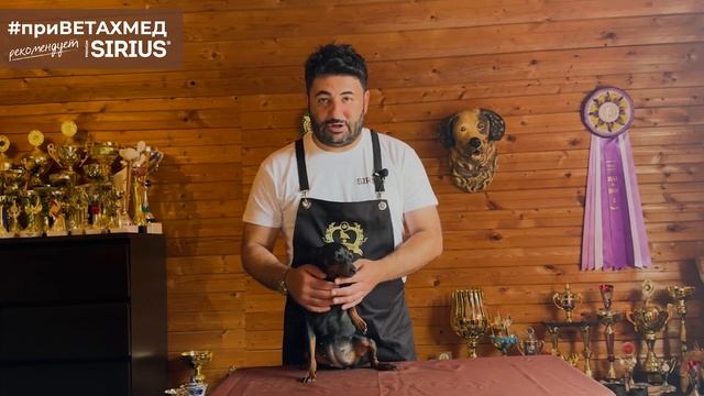 Купирование ушей. Плюсы и минусы // #приВЕТАХМЕД смотреть онлайн