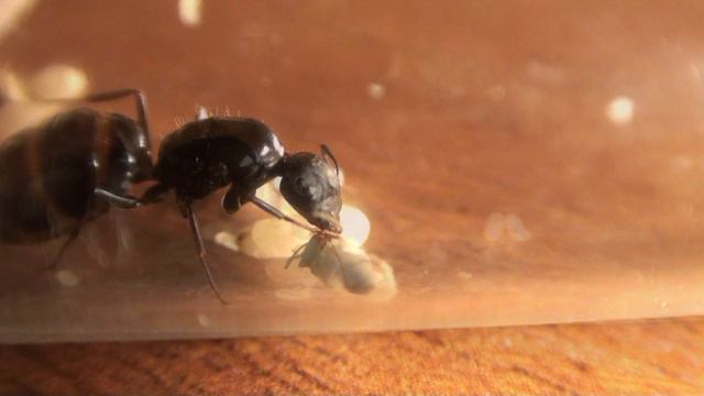 самка Camponotus aethiops смотреть онлайн