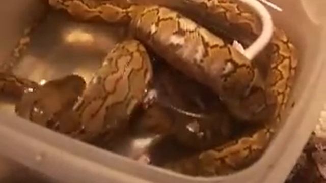 www.MyReptile.ru_Трапеза джампейского сетчатого питона смотреть онлайн