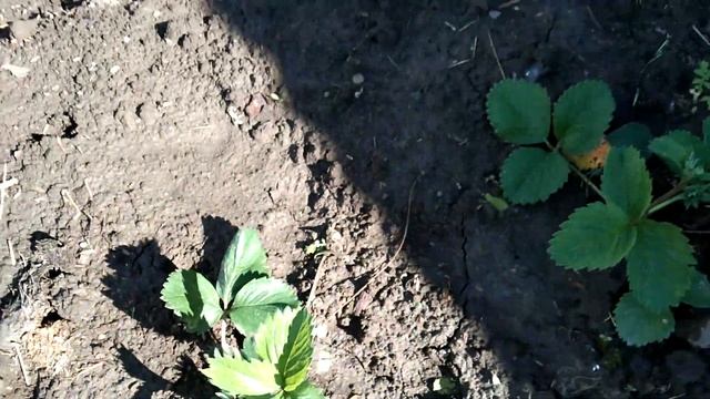 Мой огород. Обзор. Дубы взошли! Кратко о главном. Сад в Сибири. Красноярск. смотреть онлайн