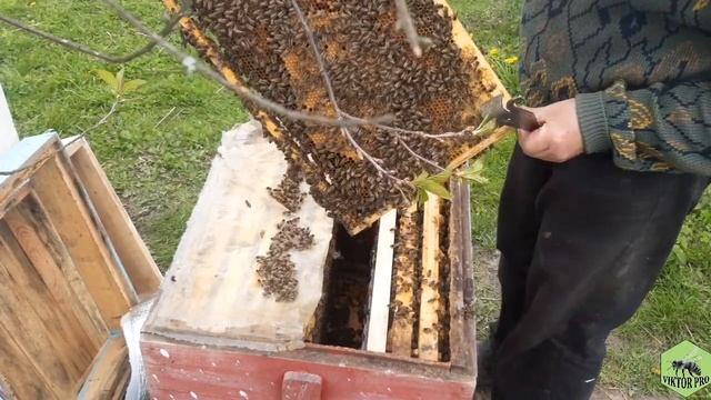 ВЫВОД МАТОК С ПЯТИДНЕВНЫМ ИНТЕРВАЛОМ смотреть онлайн