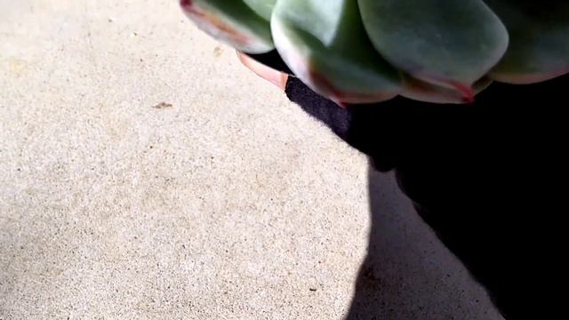 No14 道の駅にルノーディーン、チワワエンシスの成長点が😑 смотреть онлайн